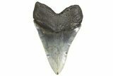 Serrated, Fossil Megalodon Tooth - North Carolina #299033-2